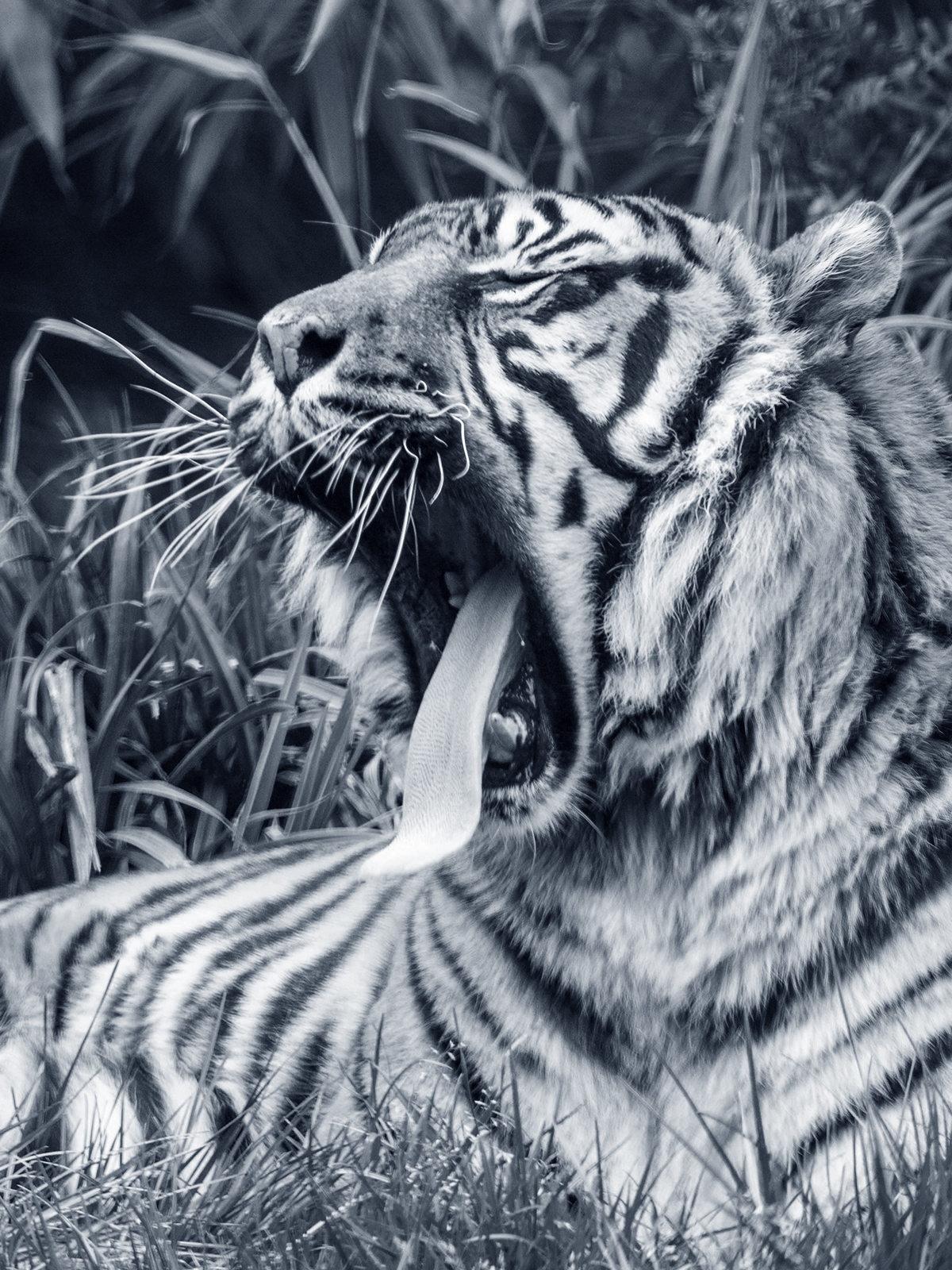 Faune sauvage en action